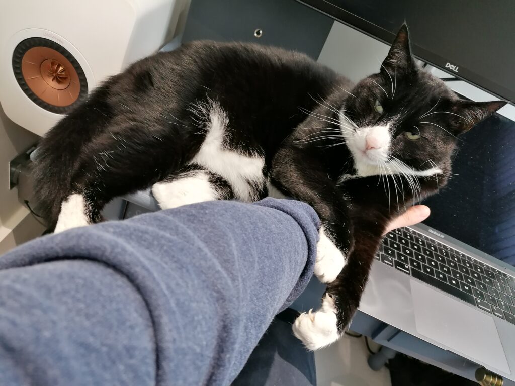 Russell IP pet Oscar next to a laptop keyboard